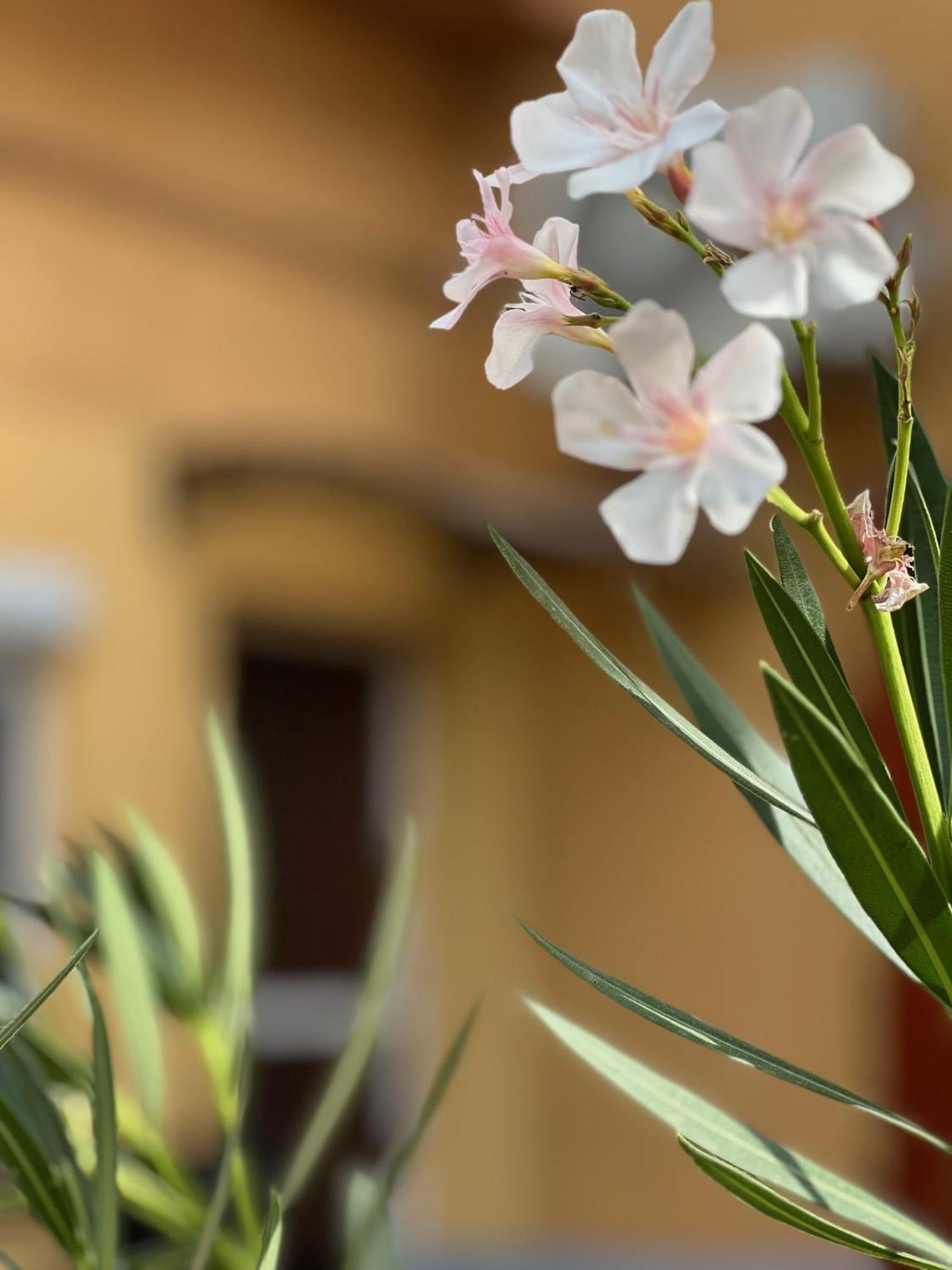 Szahara Vendégház Kerekegyháza Esterno foto
